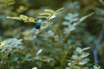 Beautiful summer backgrounds with ripe blueberries in the forest. High quality photo