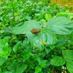Pelopidas mathias, the dark small-branded swift, small branded swift, lesser millet skipper or...