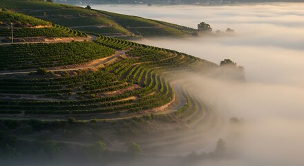 Vineyard terraces emerging from morning fog