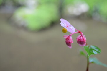 【京都】大原　寂光院の境内に咲く秋海棠の花