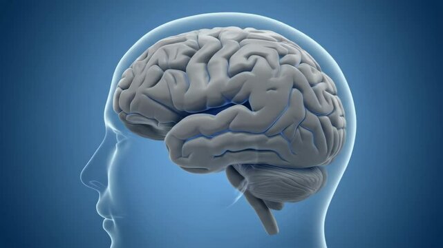 Brain Anatomy: 3D Rendered Human Brain with Head Silhouette