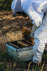 Beekeeper removing honeycomb frame from beehive in apiary