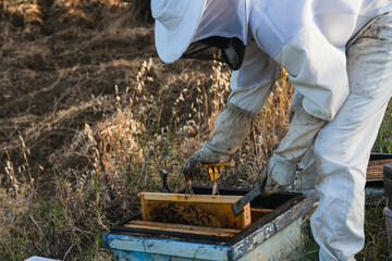 Beekeeper removing honeycomb frame from beehive using metal tool