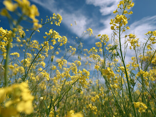 Obraz premium Close-Up of a Bright Yellow Daffodil Bloom in Spring Light