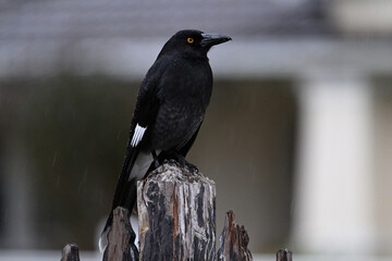 Side view of a pied currawong perched atop a wooden fence post during a grey rainy day, with water...