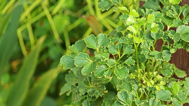 Polyscias guilfoylei, the aralia or wild coffee geranium.