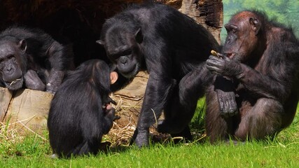 Close up of chimpanzee sitting on a meadow and eating veggies on a sunny day	