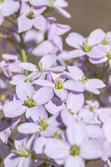 Macro of light-purple mayflower blossoms (Cardamine pratensis).