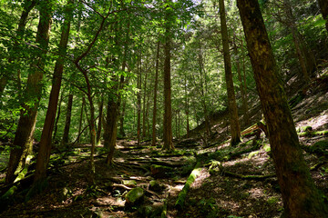 川苔山の登山道