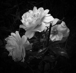 Three blooming rose buds, shot in black and white on a very dark, almost black, blurred background....