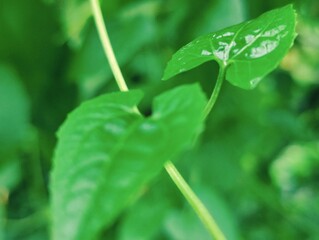 Close-up of green leaves highlighting natural beauty and freshness