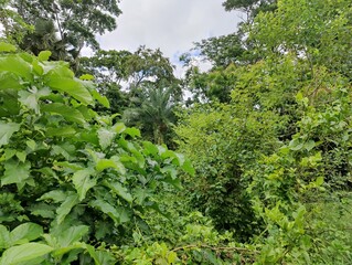Close-up of green leaves highlighting natural beauty and freshness