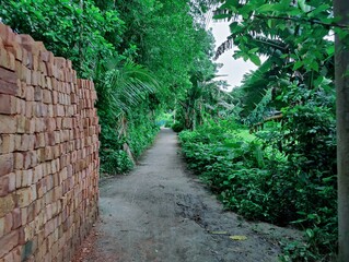 Close-up of green leaves highlighting natural beauty and freshness