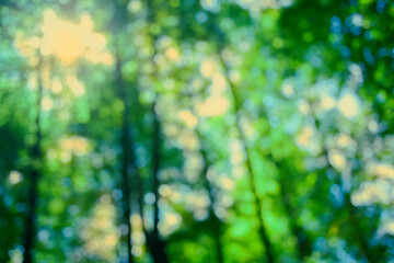 Green Forest blur bokeh background