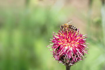 Honey bee on a blossom of very dark purple knapweed (Centaurea atropurpurea).