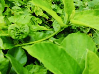 Close-up of green leaves highlighting natural beauty and freshness