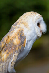 Barn owl