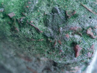 green moss on the stone