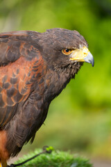 Hawk