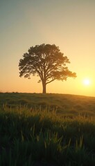 Fototapeta premium Lone Tree Sunset Meadow Landscape