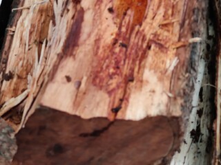 Close-Up of a Tree's Bared Bark Showing Textures and Natural Patterns