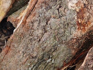 Close-Up of a Tree's Bared Bark Showing Textures and Natural Patterns