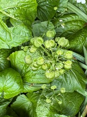 Beautiful green foliage with seed pods