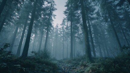 Obraz premium Forest in heavy fog with eerie atmosphere