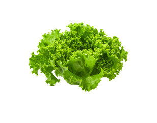 Fresh green lettuce on a black background