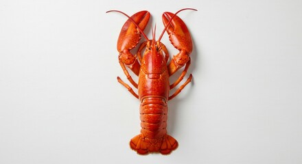 Cooked lobster posing for seafood enthusiasts