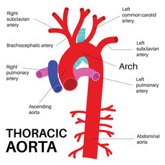 The largest artery in the human body.