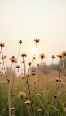 Fototapeta premium Wildflowers Sunset Field Meadow