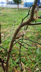 lizard on the tree