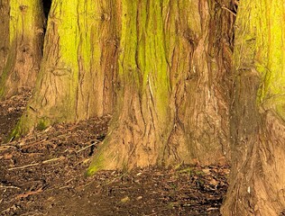 Tree trunk with light green algae on bark background