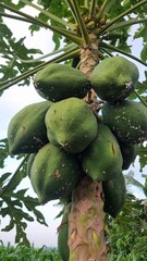 coconut tree in thailand