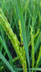 dew on a grass