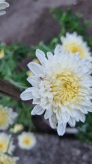 white chrysanthemum flower