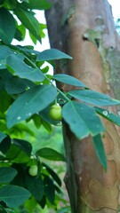 water drops on a branch