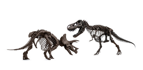 A late Cretaceous Confrontation of rival dinosaurs. Fossil skeleton of threat Tyrannosaurus rex and self defense of Triceratops. isolated on white background. © Panupong