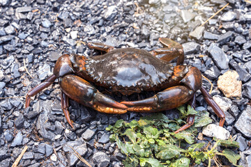 Orange Serrated Mud Crab - Scylla olivacea. alive giant black crab male large claws that got lost...