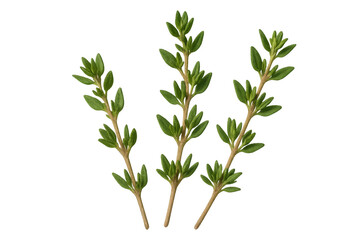 Fototapeta premium Sprigs of fresh thyme with small green leaves, isolated on a transparent background, ready for culinary or medicinal use