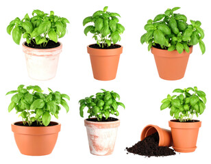 Fototapeta premium Compilation Of Lush Green Basil Plants In Various Terra Cotta Pots Isolated On A Transparent Background Displaying Fresh Growth And Botanical Detail