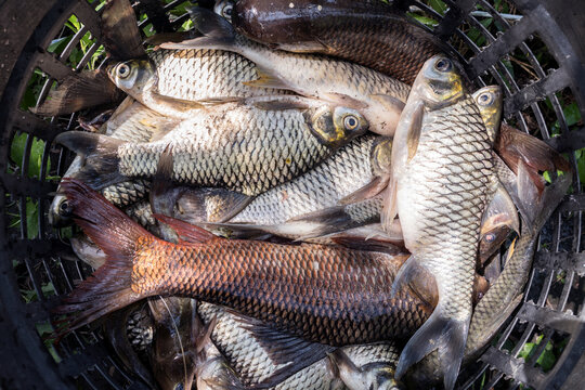 pile of freshwater fish in a basket that has been knocked out of water from a pond there are silver java barb, jullien's golden price carp, tilapia and asian redtail catfish.