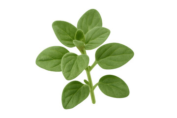 Obraz premium Vivid oregano sprig displaying crisp green leaves, backlit against transparent backdrop, highlighting botanical detail and culinary potential