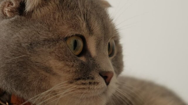 In a close-up shot, the eyes, nose, mouth, whiskers, and soft fur of a relaxed domestic cat are seen in detail