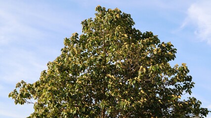 A tall leafy tree with green foliage with blue sky background 