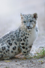Snow leopard baby portrait