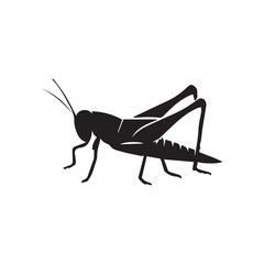 grasshopper on white background