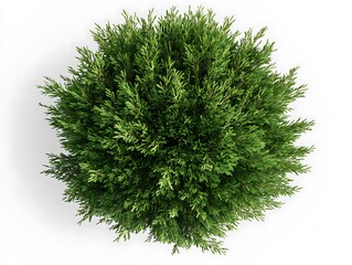 Fototapeta premium 緑陰の球体