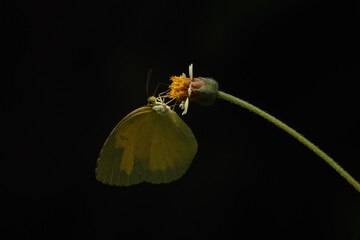 A butterfly in nature sucking nectar for food on a flower with a black background.